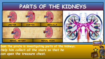 Parts Of The Kidneys: Interactive Google Slides +Printable Worksheet+PPT Version