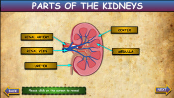 Parts Of The Kidneys: Interactive Google Slides +Printable Worksheet+PPT Version