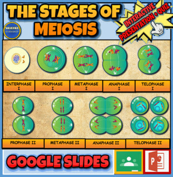 Stages Of Meiosis. |5th-9th| Cell Division & Reproduction: Interactive Powerpoint + Google Slides Version
